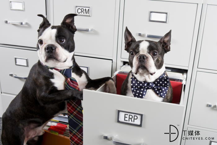 two-dogs-in-file-cabinet_crm_erp_comparison_similar_pairs-100748556-large.jpg